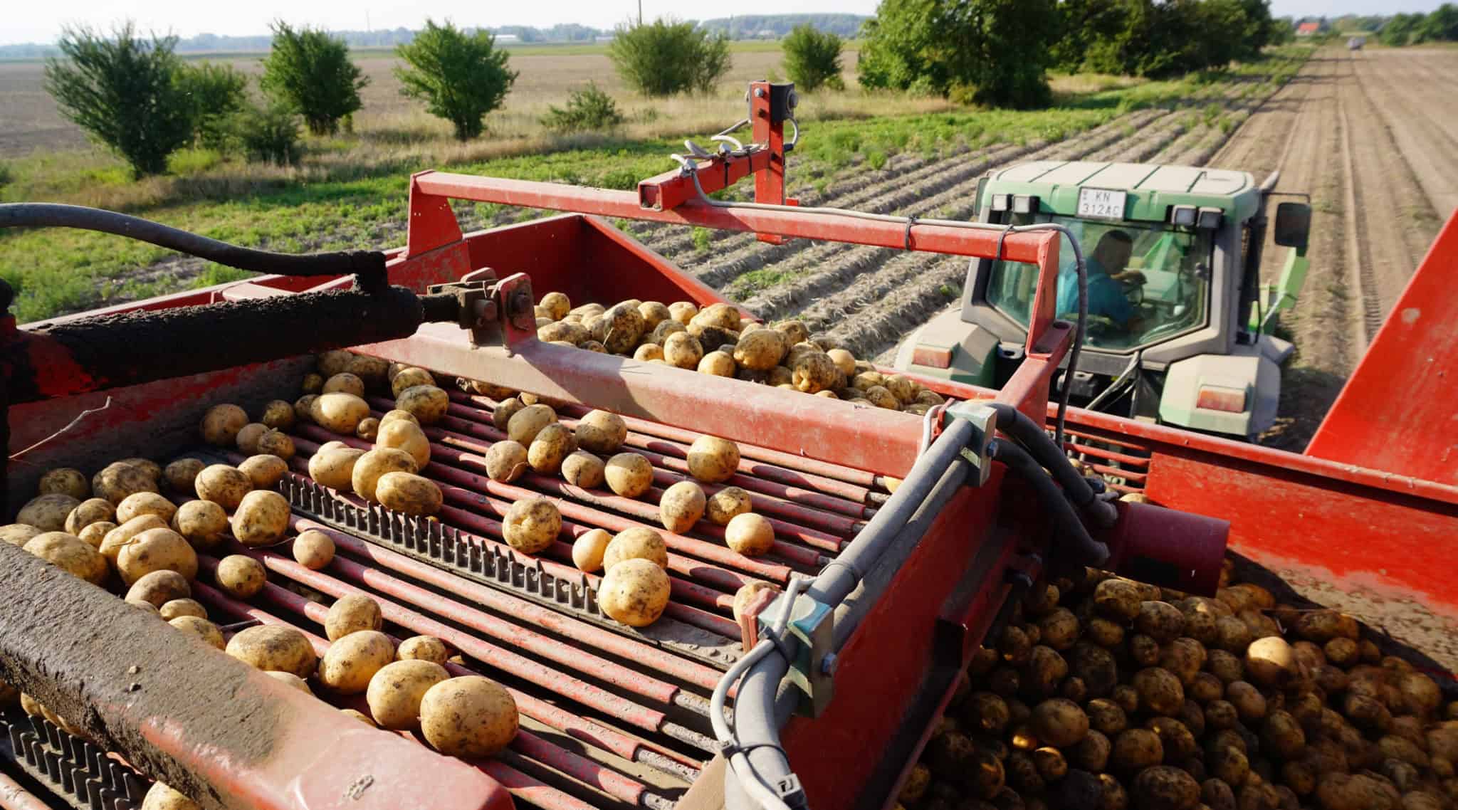 Ceny zemiakov lámu rekordy. Ich cena sa navýšila viac ako o polovicu