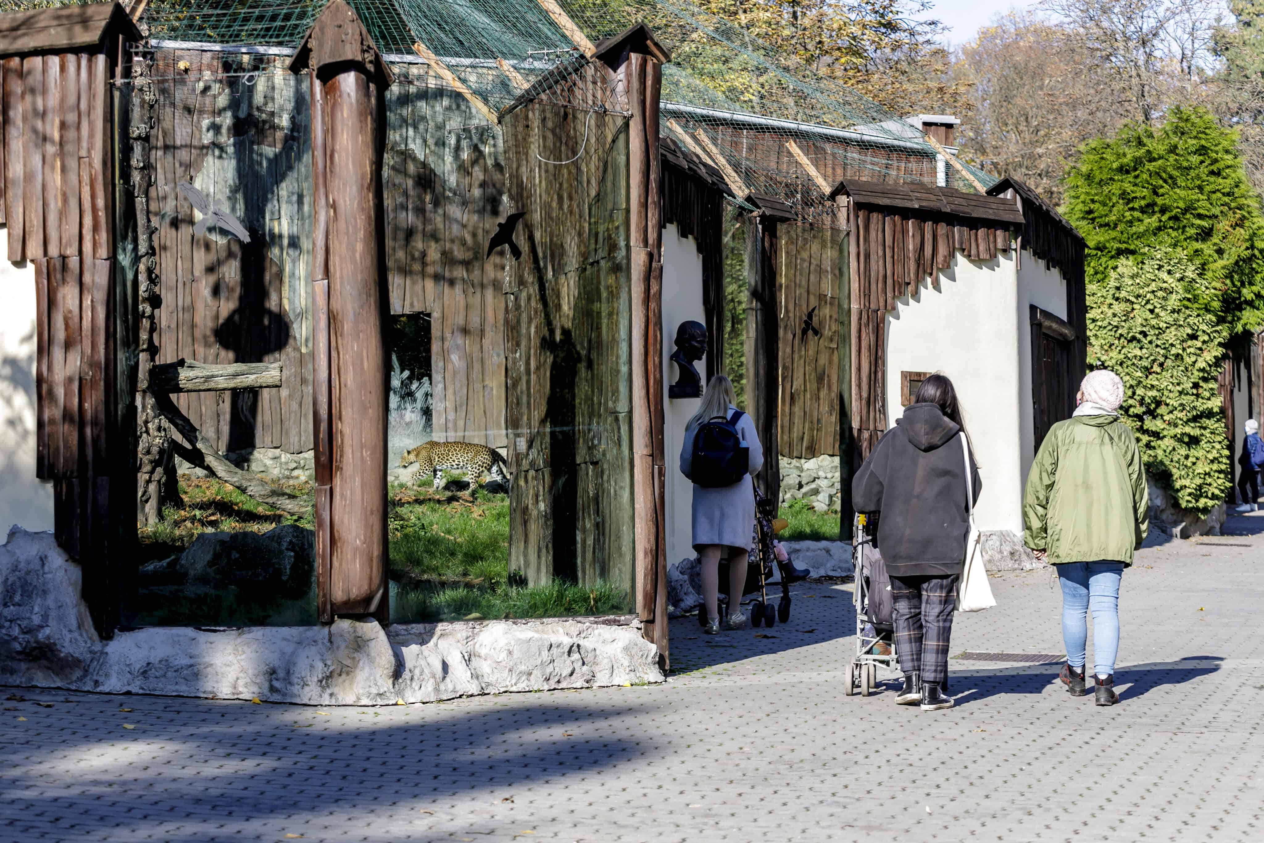 Veľký úspech bratislavskej zoo: Narodilo sa vzácne mláďa ohrozeného takina zlatého