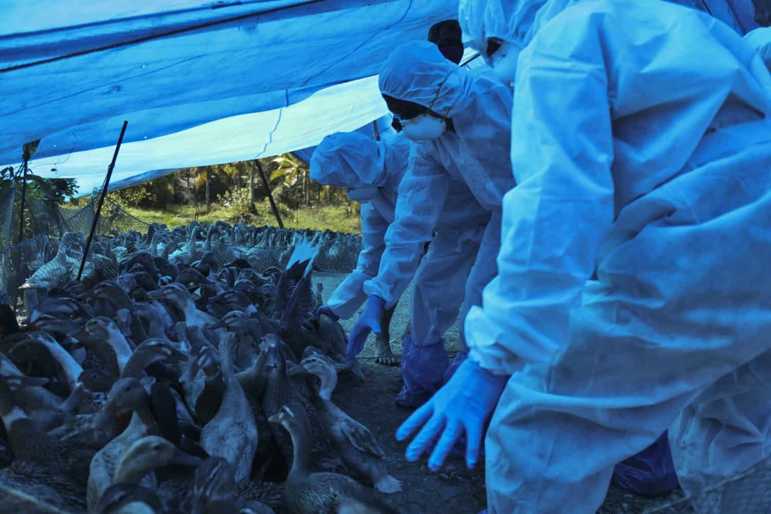 V Hamuliakove potvrdili vtáčiu chrípku: Veterinári prijali prísne opatrenia, platí aj zákaz lovu