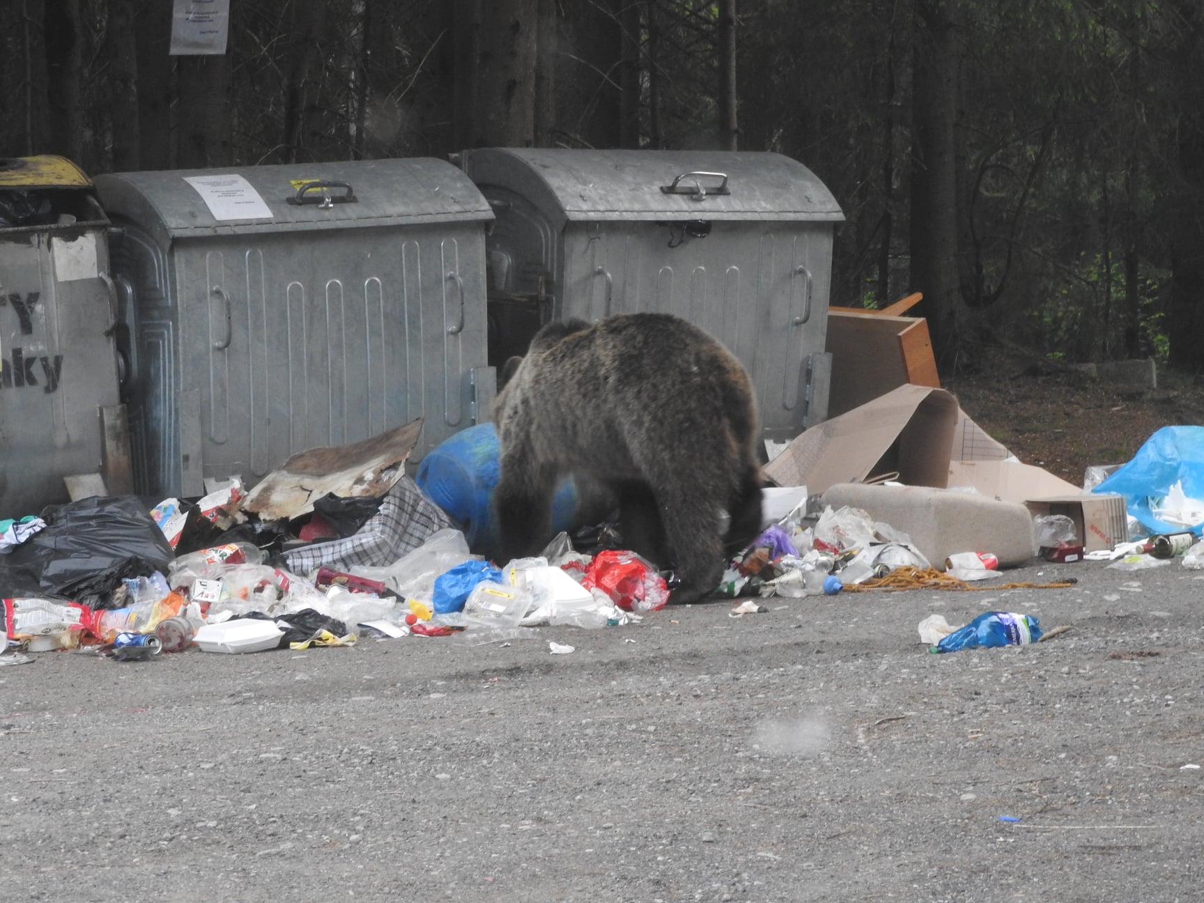 medveď, odpadky, Podbanské