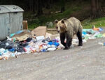 medveď, odpadky, Podbanské