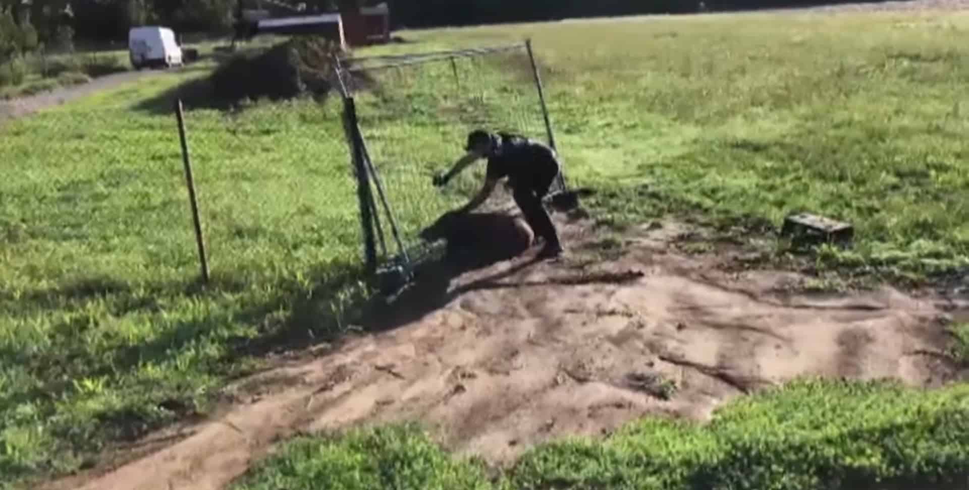 VIDEO Ilavskí policajti vyslobodili zakliesneného diviaka