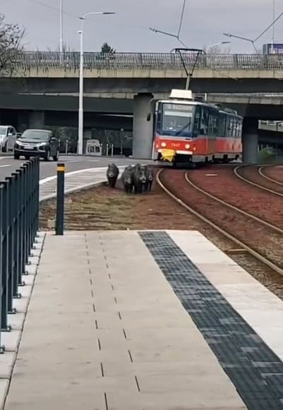 V bratislavskom Novom Meste sa diviakom mimoriadne páči. Mestská časť preto požiadala o ich odlov