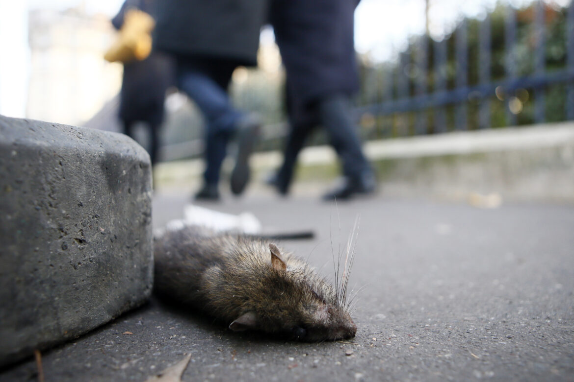 Premnožené potkany opäť trápia Košičanov
