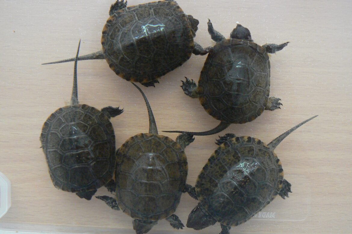 V košickej zoo sa vyliahlo päť mláďat korytnačky močiarnej
