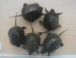 V košickej zoo sa vyliahlo päť mláďat korytnačky močiarnej