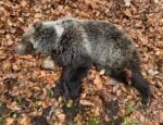 Usmrtili medvedicu v Nízkych Tatrách, ktorá chodila popri turistoch