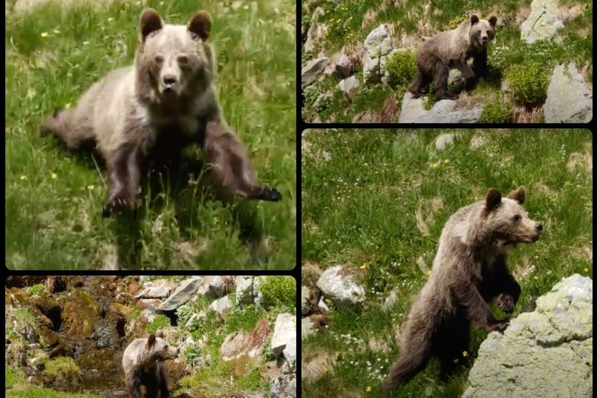 Hrôzostrašný útok medveďa.