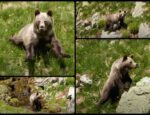 Hrôzostrašný útok medveďa.