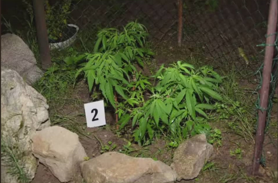Muži predávali drogy v záhradnej chatke, hrozí im 15 rokov väzenia. Zdroj: KR PZ BA