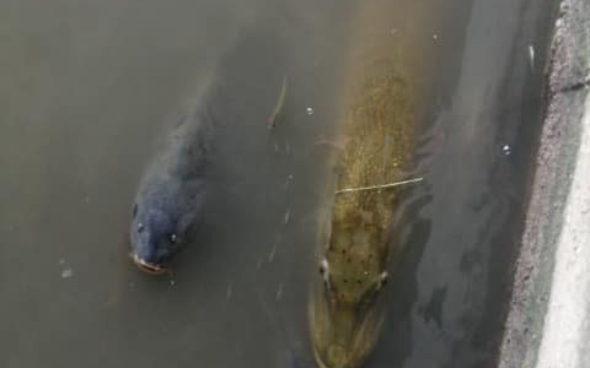 Za hromadný úhyn rýb v Hornáde môže otrava. Zdroj: SRZ Košice/ FB