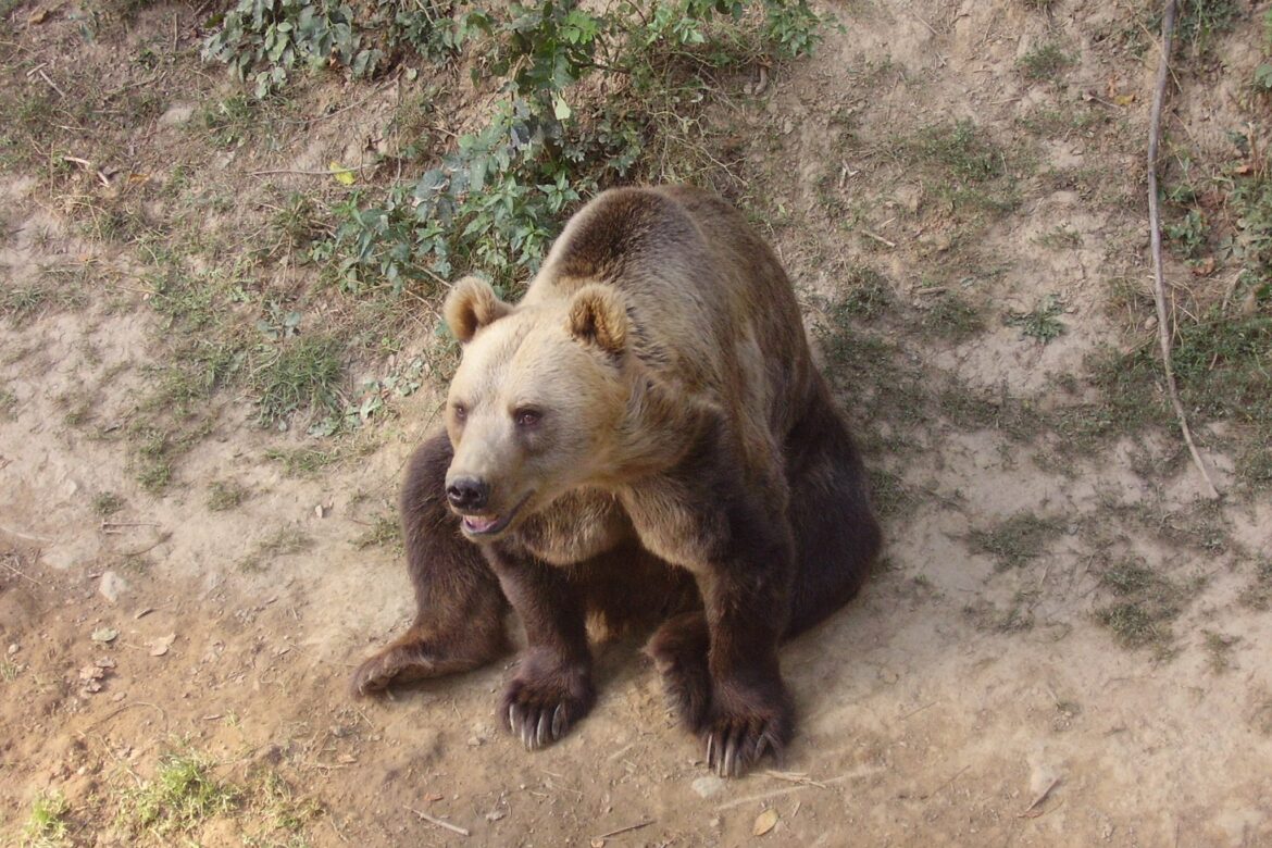 Medveď, samica, ZOO, medvedica