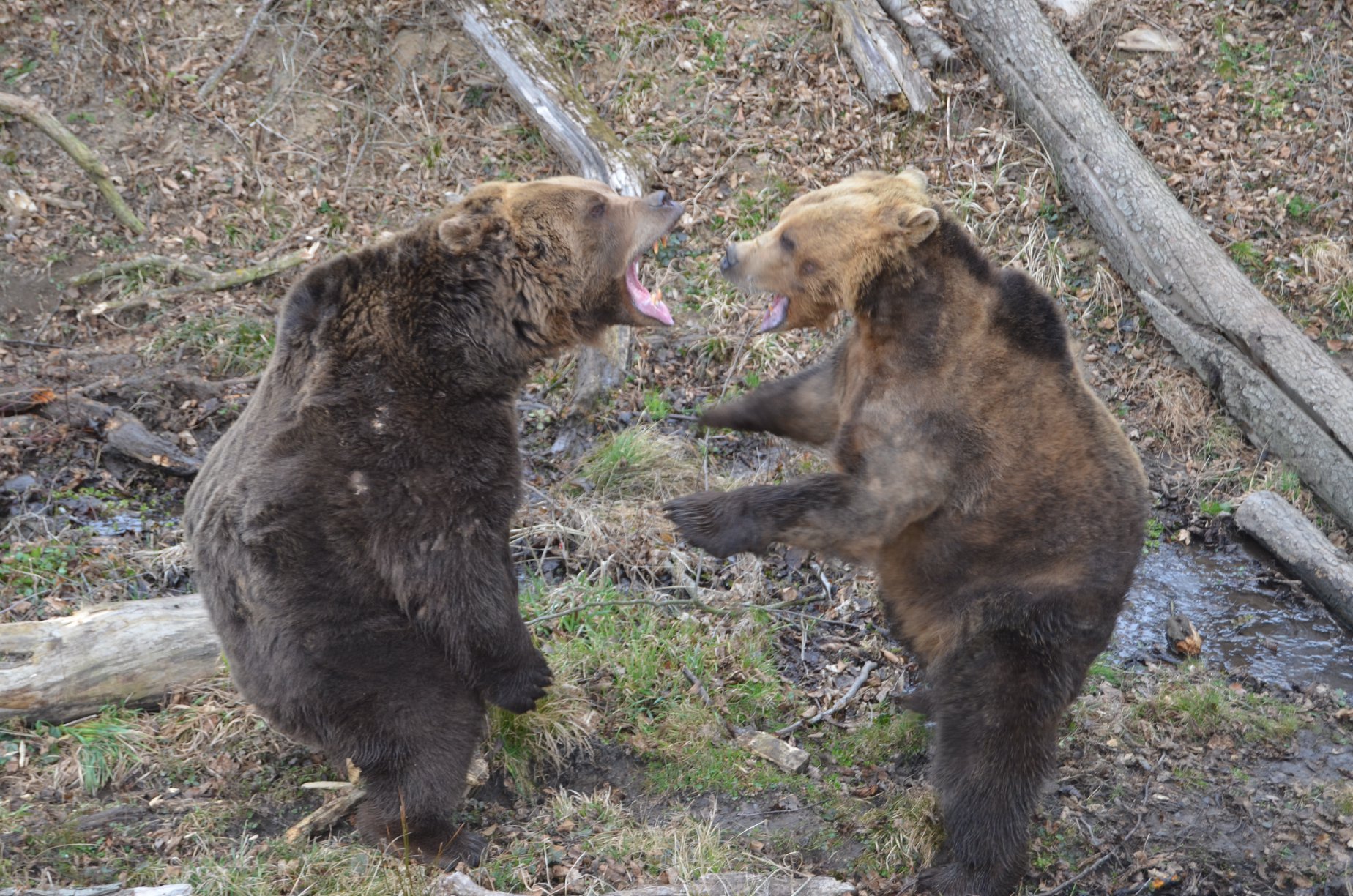 Medveď, samica, ZOO, medvedica