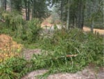 Na severe N. Tatier sú pre popadané stromy ťažko priechodné chodníky. Zdroj: lesytanap.sk