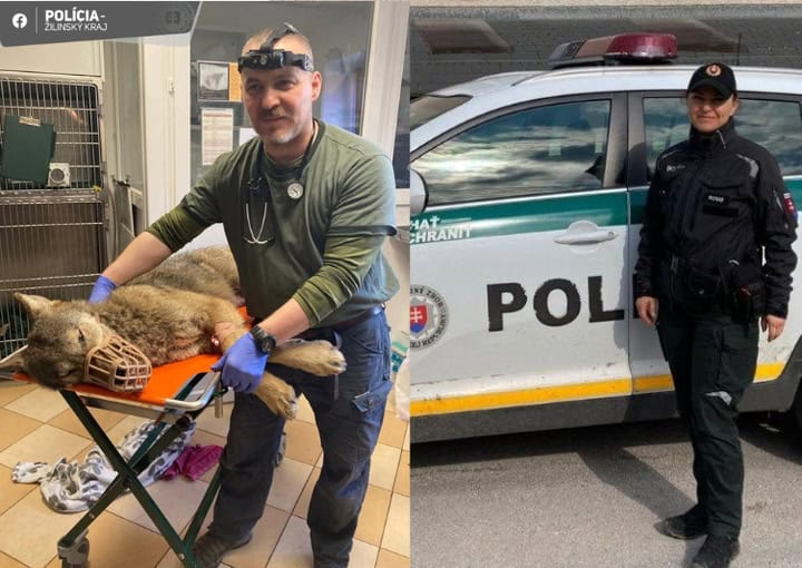 Polícia zachraňovala gravidnú vlčicu ležiacu na ceste