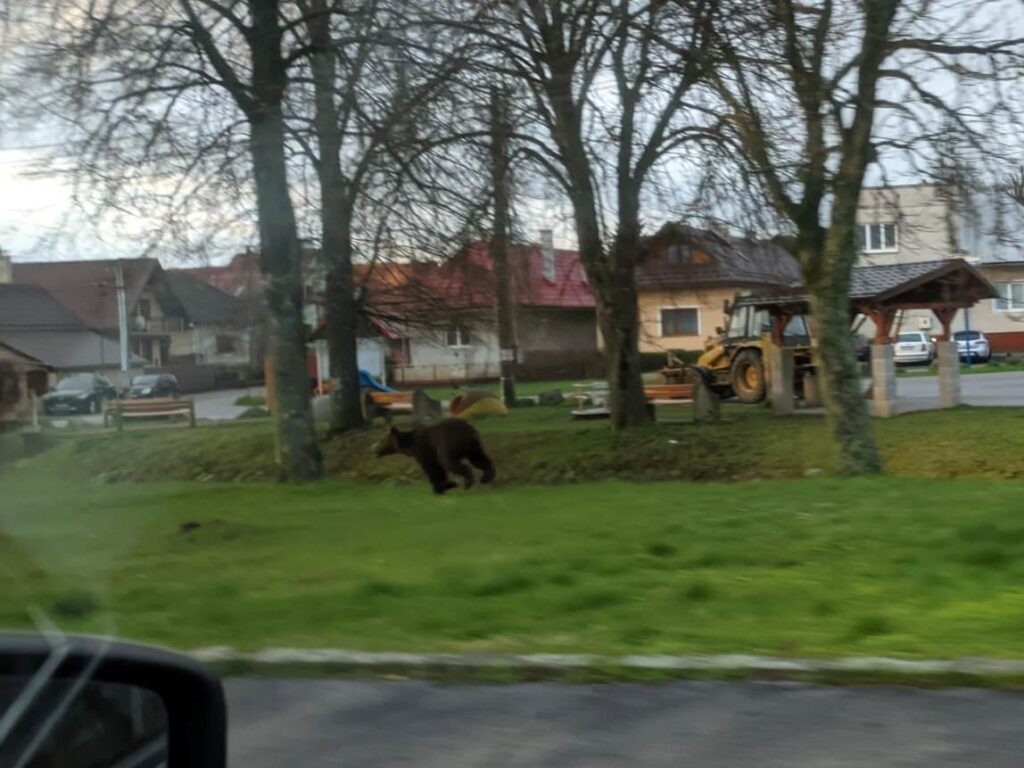 Medveď behal priamo po dedine. Zdroj: FB/DHZO Sielnica