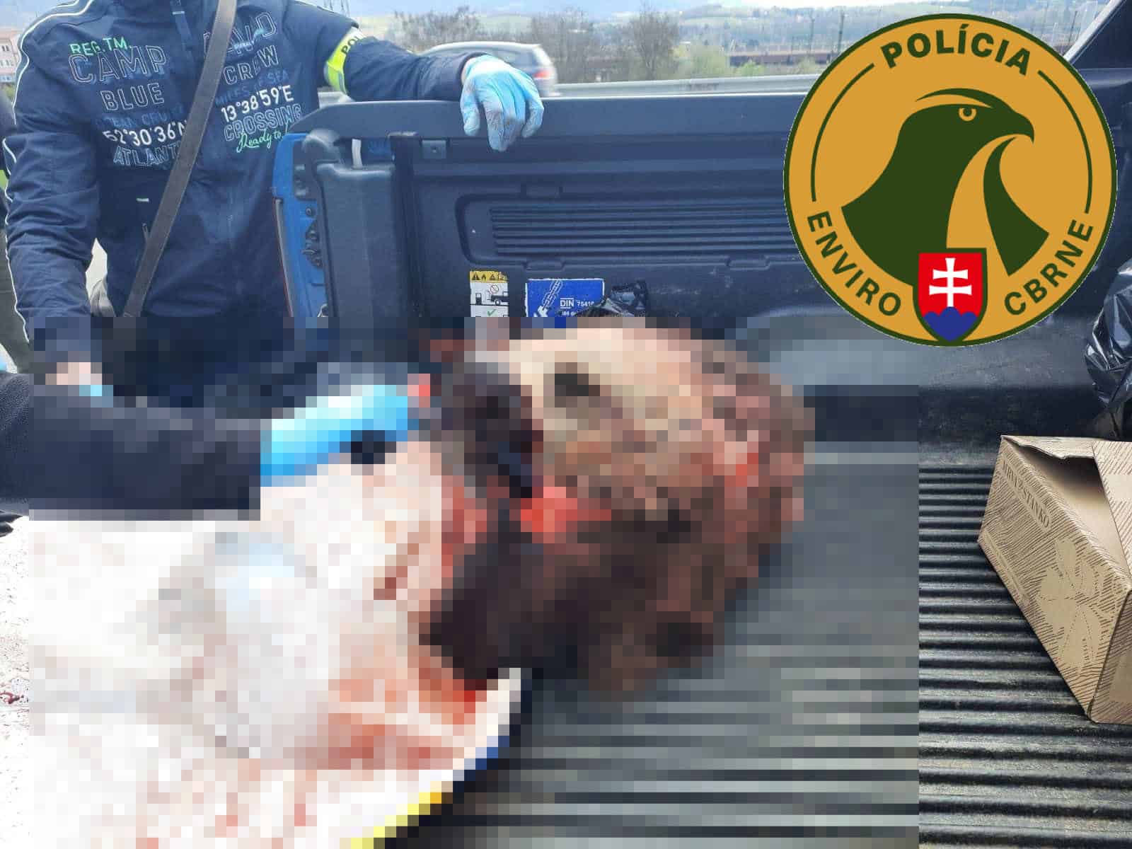 FOTO Len pre silné žalúdky. Policajti chytili pytliakov s rozporcovanou MEDVEDICOU