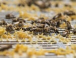 včely, med, výroba
