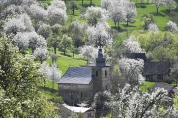 Čerešňové sady rozkvitli skôr ako zvyčajne, lákajú davy návštevníkov