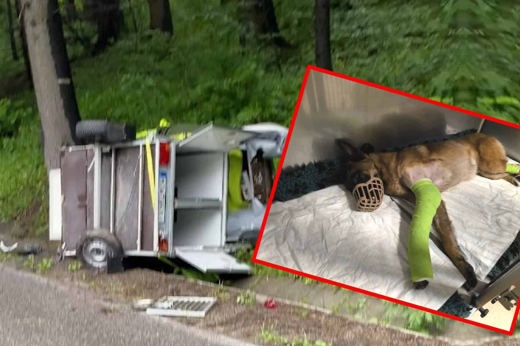 OBROVSKÉ NEŠŤASTIE Havarovali cestou z pátrania! Záchranársky pes Qvído sa ťažko ZRANIL, ale na liečbu nie sú PENIAZE