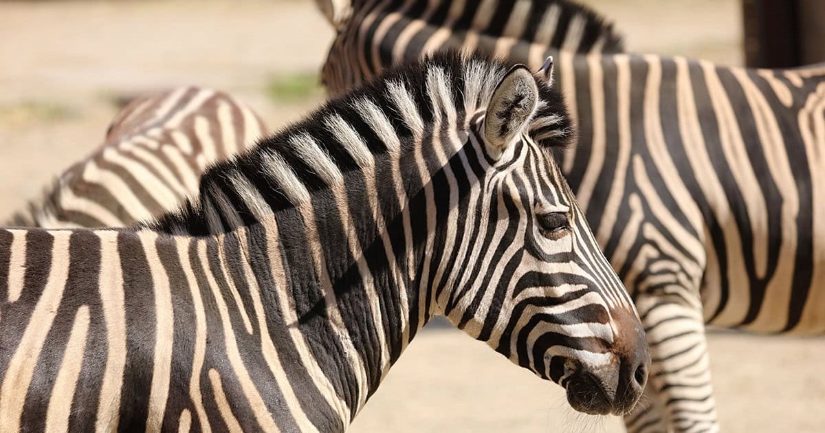 V bratislavskej zoo majú nové prírastky