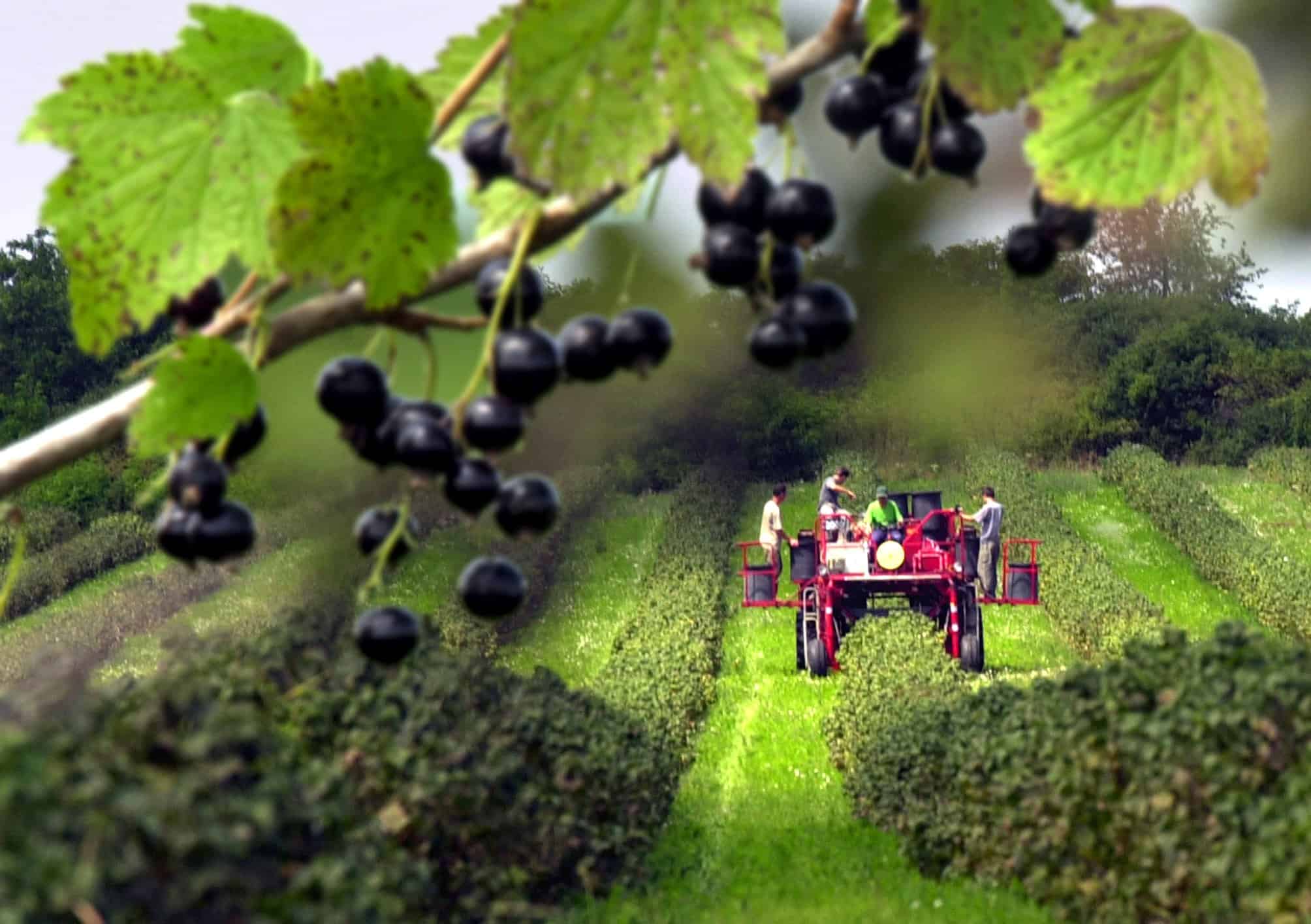 Ríbezle posilňujú obranyschopnosť tela a regulujú trávenie