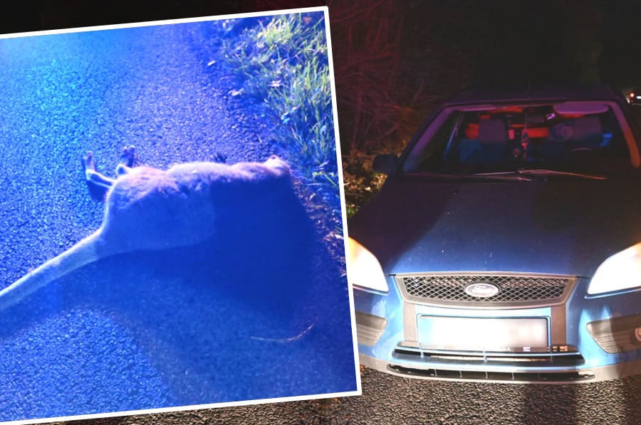 FOTO ŠOKUJÚCA NEHODA, aká ešte na Slovensku nebola: Auto zrazilo EXOTICKÉ ZVIERA! Zrážku neprežilo