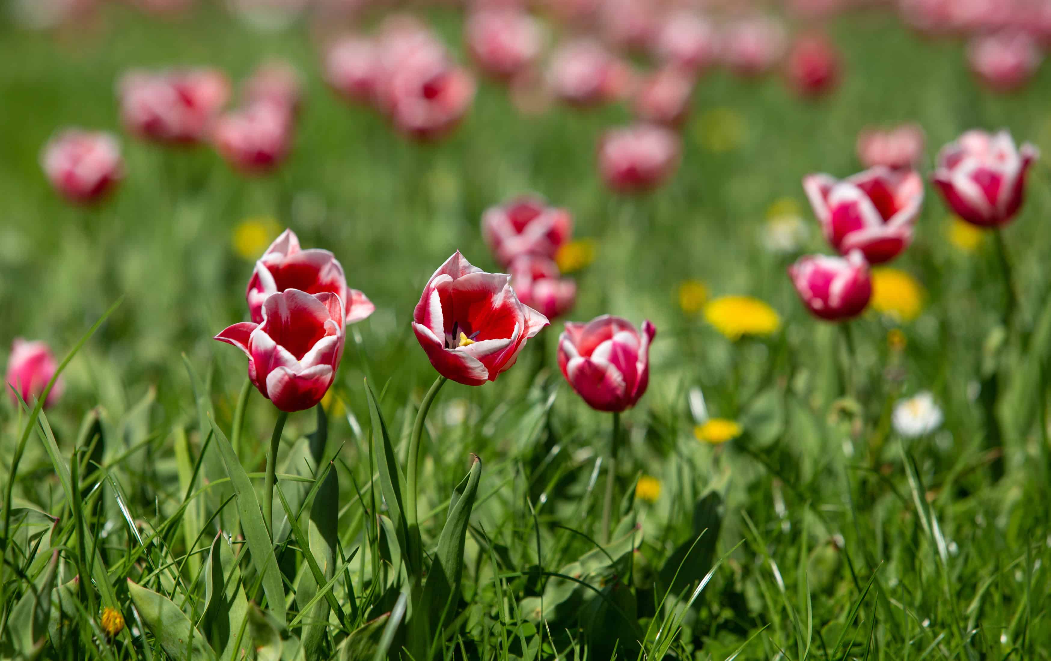 Mesto Žilina vysadilo na Ulici M. R. Štefánika tulipány odrody Slovensko