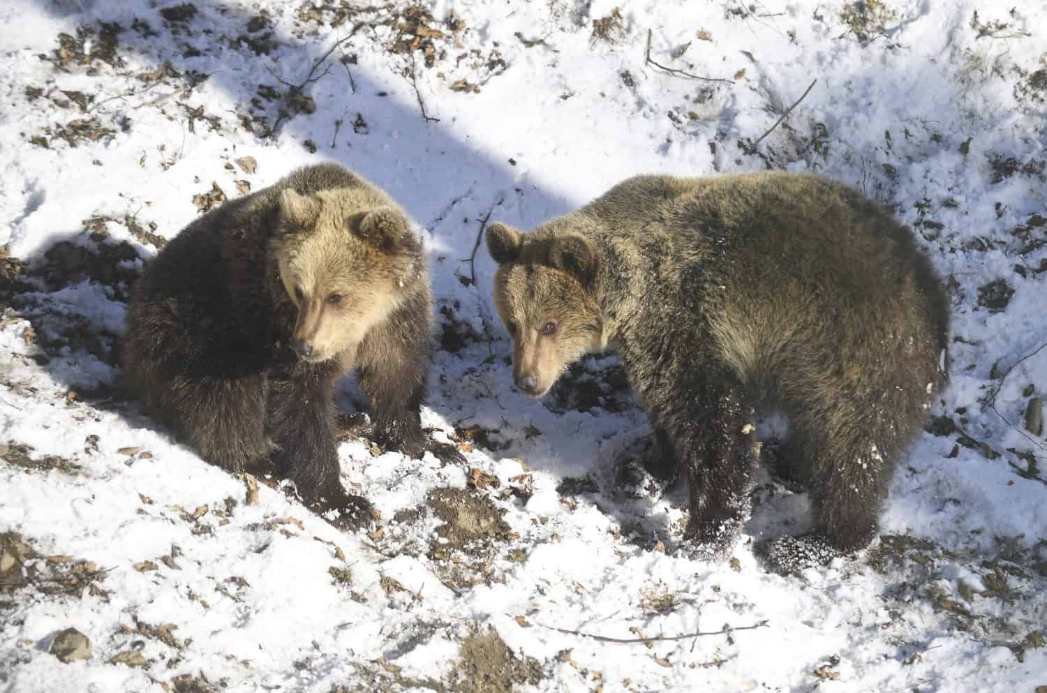 AKTUÁLNE VAROVANIE počas Vianoc: V obľúbenej turistickej lokalite sa pohybujú MEDVEDE! TU si dávajte POZOR