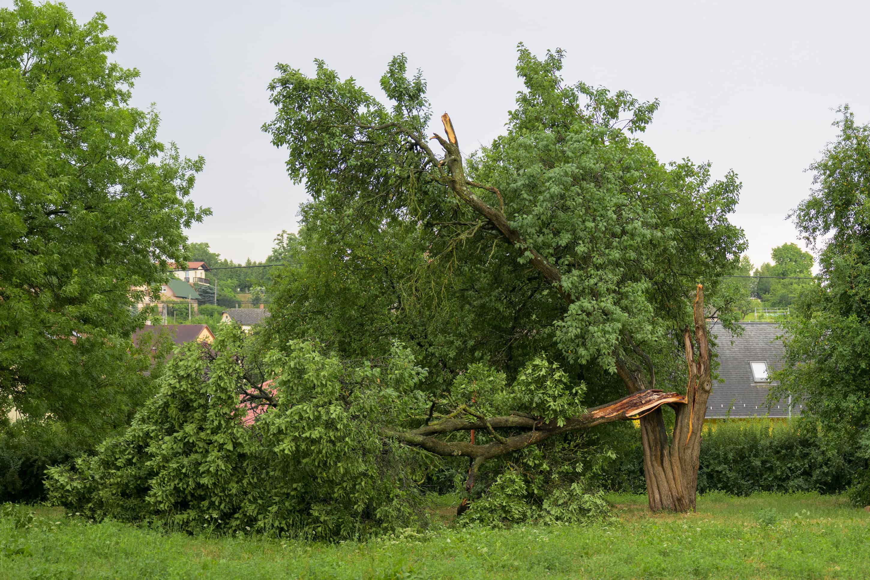 Mestské lesy Košice varujú: Počas silného vetra hrozia v lesoch vývraty stromov a nebezpečné úseky