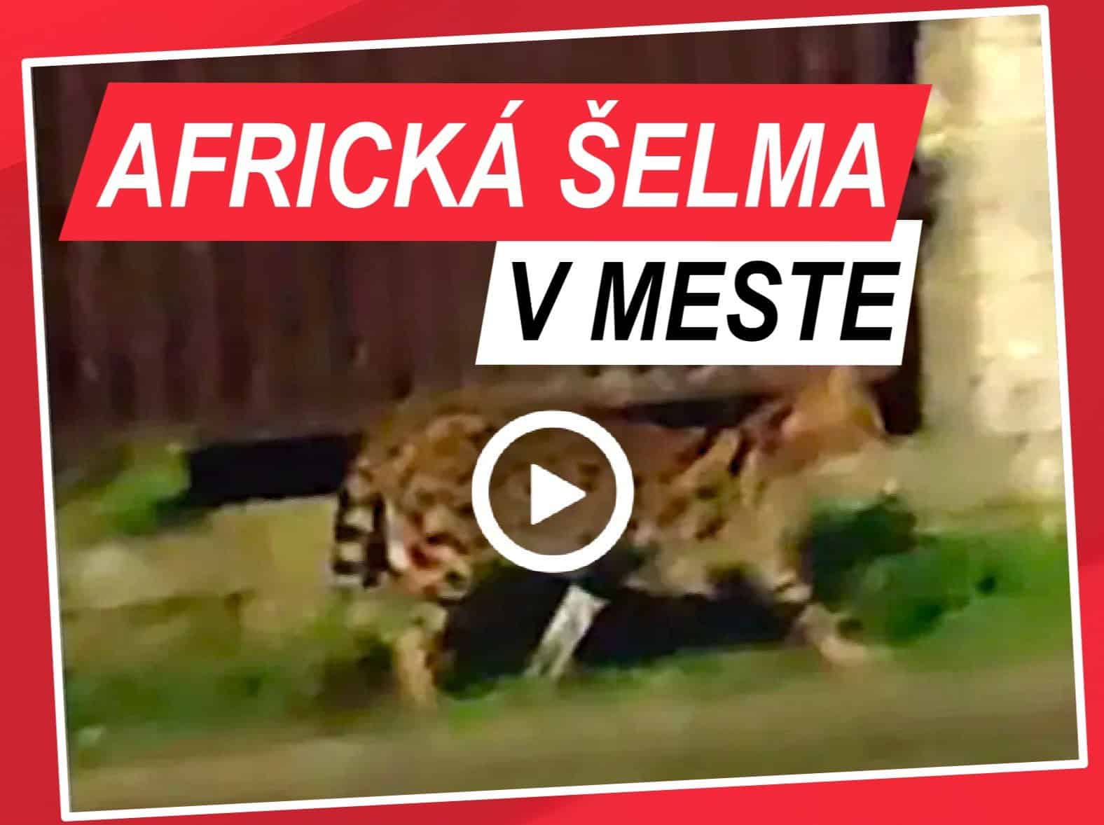 POPLACH V MESTE: Po uliciach behala AFRICKÁ ŠELMA! Natočili ju na VIDEO: Ako sa sem dostala?