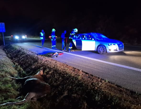 Nezvyčajná nehoda pri Košiciach: Auto sa zrazilo s losom, dvaja zranení, zver neprežila