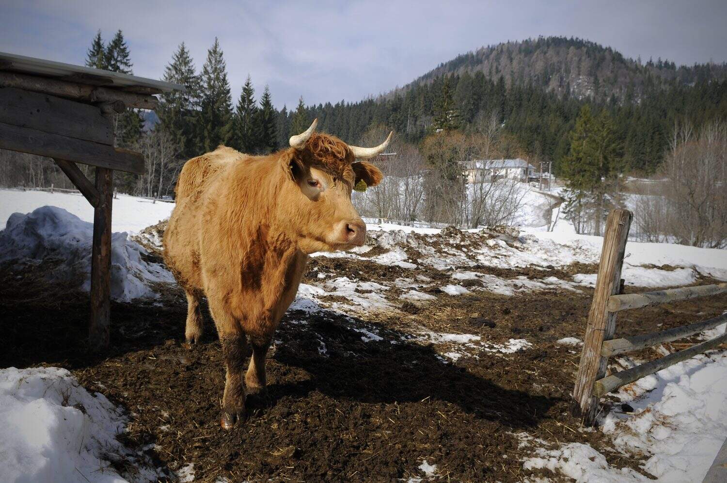 Mestská farma Brezno rozširuje chov: Pribudlo 45 kusov hovädzieho plemena Angus