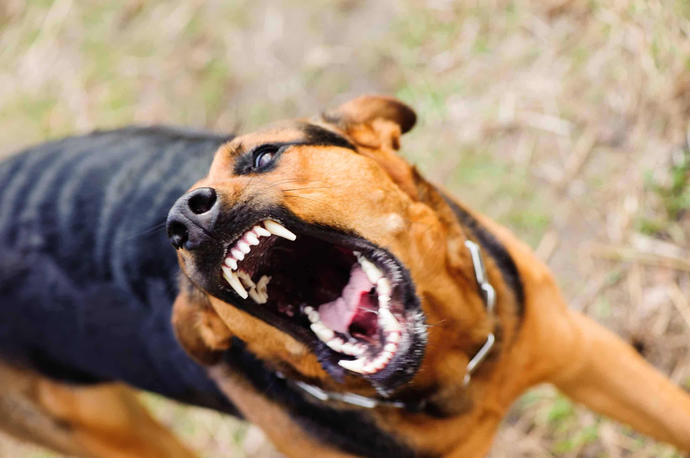 KRVAVÝ ÚTOK Pes napadol tehotnú ženu, jej psíka roztrhol na smrť. Mrazivé SVEDECTVO, varujú ostatných
