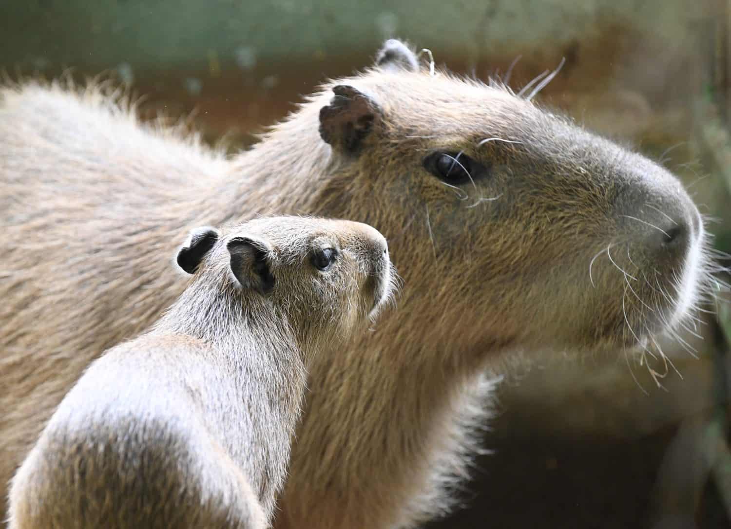 Štedrý deň v bratislavskej zoo: Pre zvieratá je najdôležitejší pokoj a stabilný režim