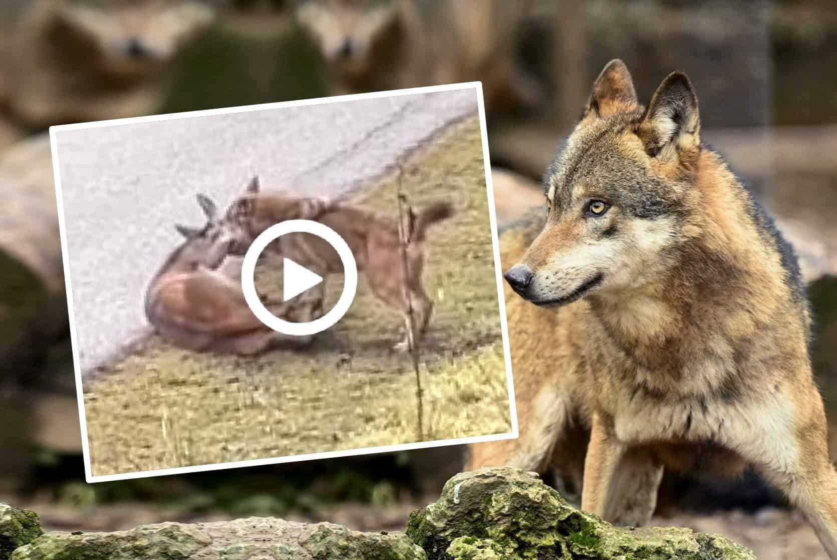 KRVAVÝ ÚTOK VLKA priamo na ULICI: Boj o život zachytili na VIDEO. Mrazivé zábery