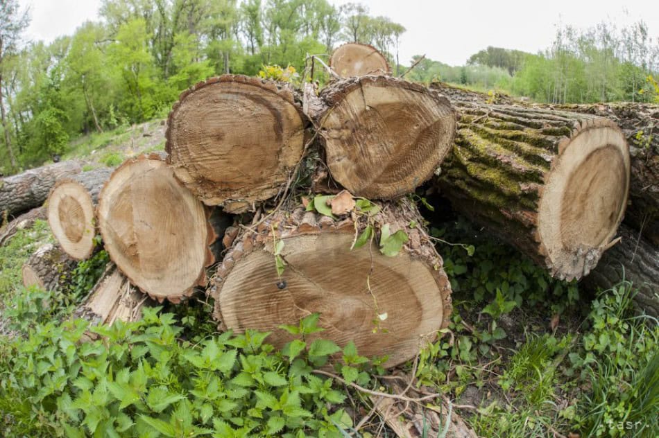 Ružomberok: Staré topole pri hlavnej ceste nahradí 75 nových stromov, pribudne aj cyklochodník