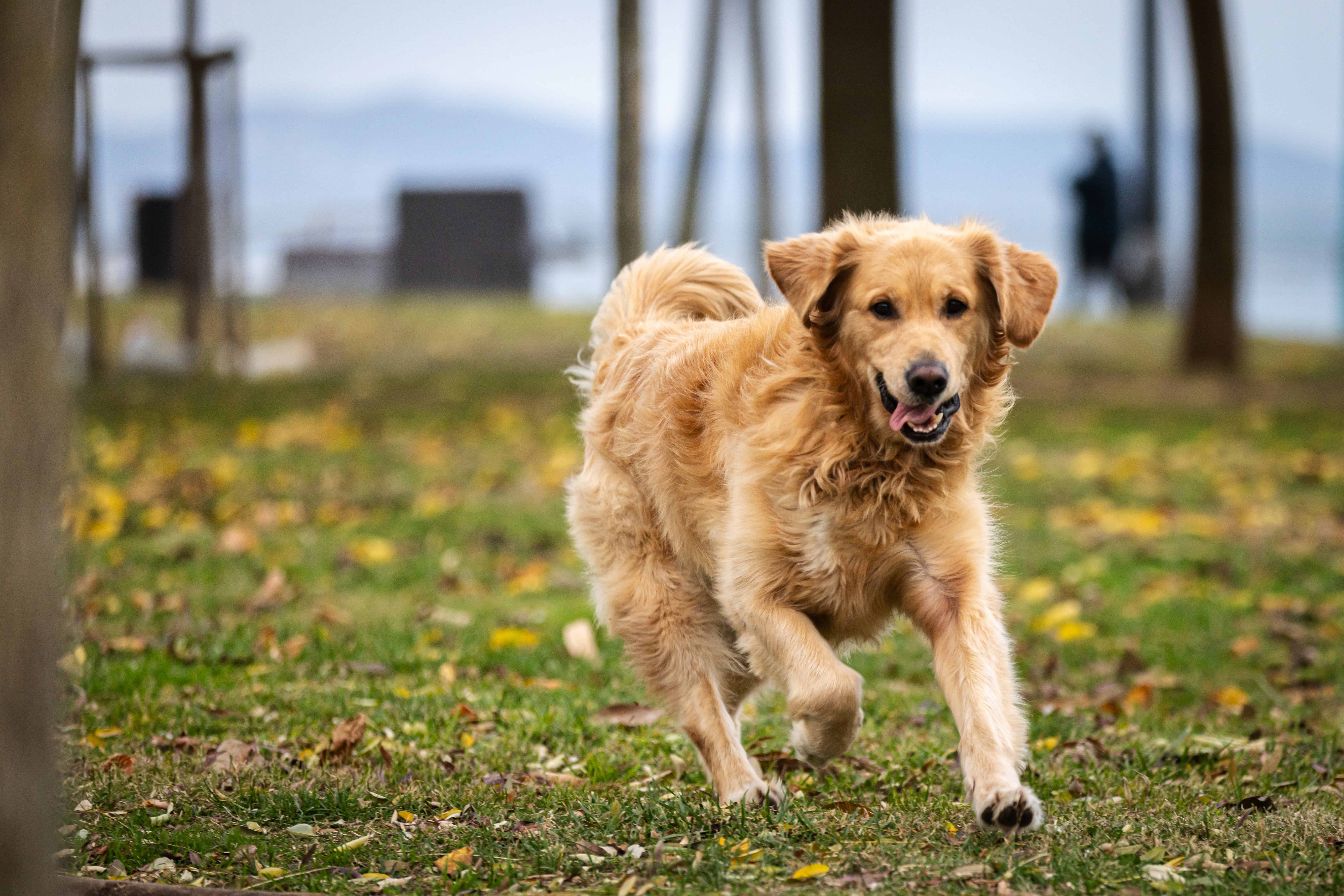 Veterinári varujú! Kotercový kašeľ u psov sa šíri rýchlo: TOTO sú hlavné príznaky a prevencia
