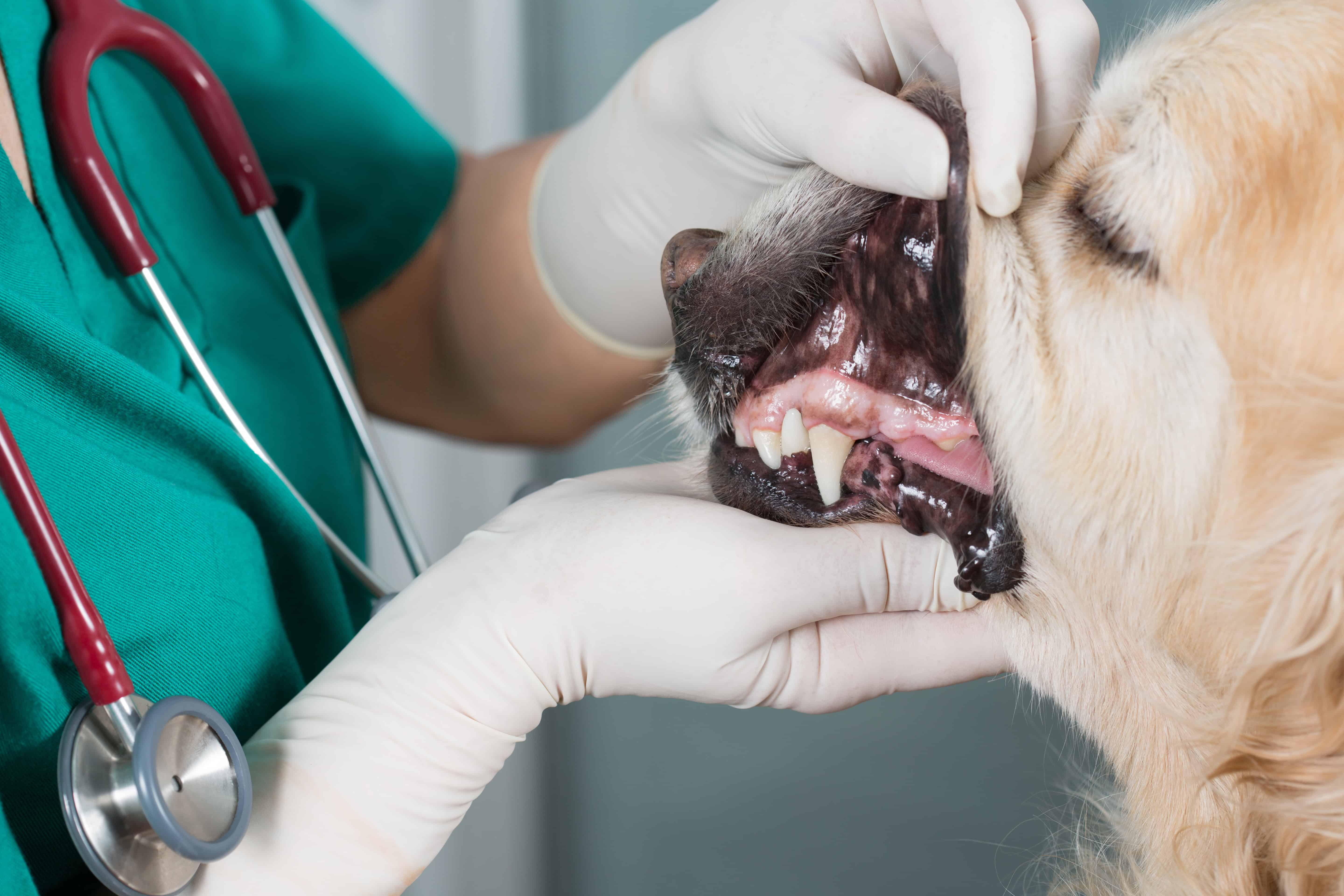 Rekordný záujem zahraničných študentov o štúdium veterinárstva v Košiciach: Ženy jasne dominujú