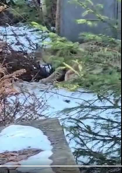 Dramatická záchrana: Bojnická zoo prijala dve osirelé mláďatá rysa zo Strážovských vrchov
