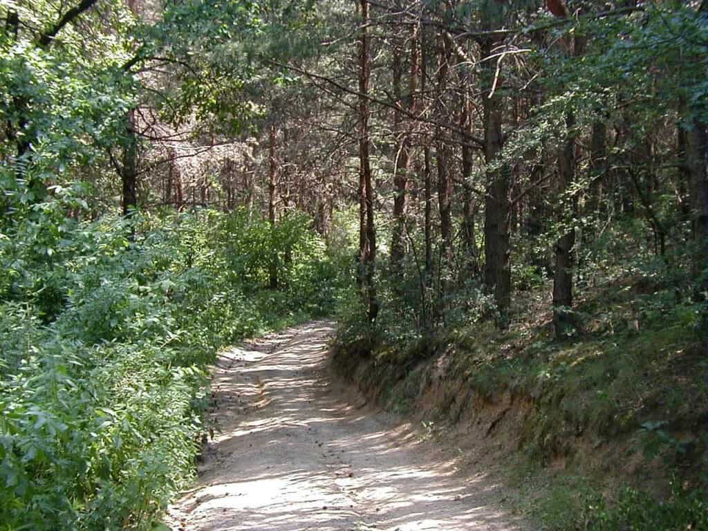Pozor, veľké obmedzenia v lesoch pri Košiciach: Pre ťažbu uzavrú turistické trasy až do marca