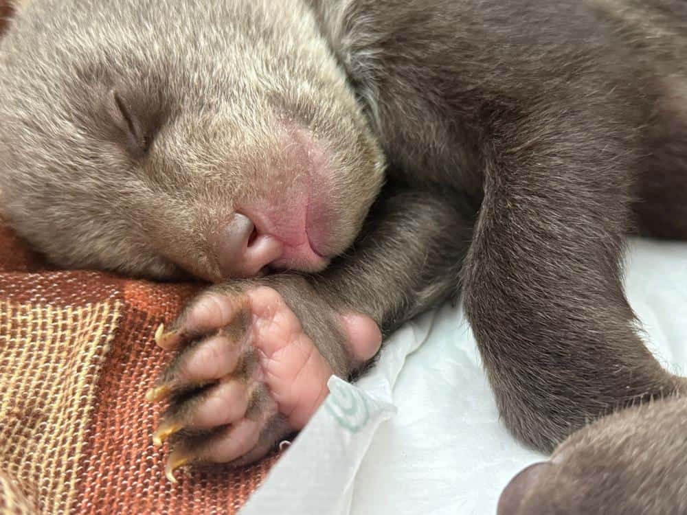 Záchrana v Zoo Bojnice: Prijali ďalšie osirelé medvieďa, samička dostala meno Zora