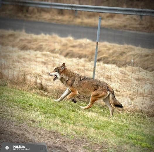 Vlk na diaľnici D1 pri odpočívadle Sosna: Polícia zasahovala, zviera uniklo späť do lesa
